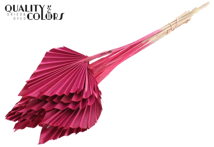 Palm Spear per stem Cerise