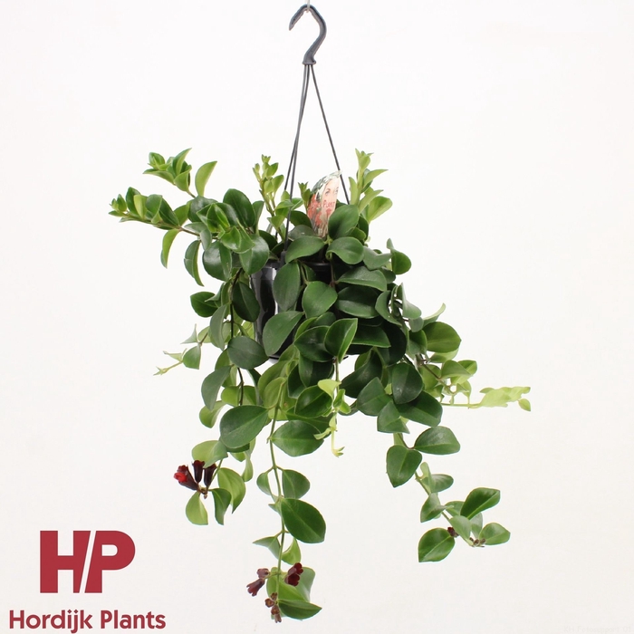 Aeschynanthus Mona Lisa