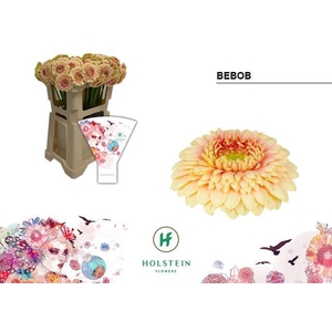 Germini Pomponi Bebob Water