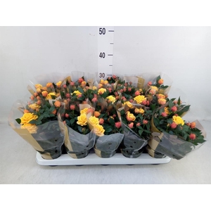 Rosa  'Firebird Kordana Grande'