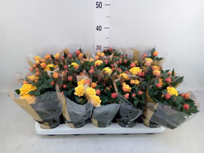 <h4>Rosa 'Firebird Kordana Grande'</h4>