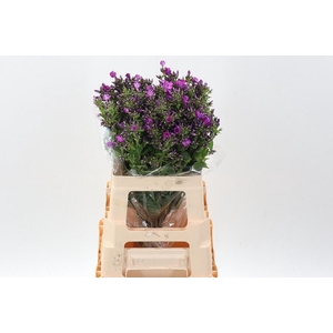 Phlox P Sky Eyes