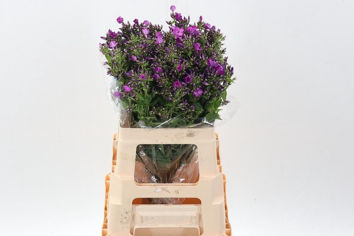 <h4>Phlox P Sky Eyes</h4>