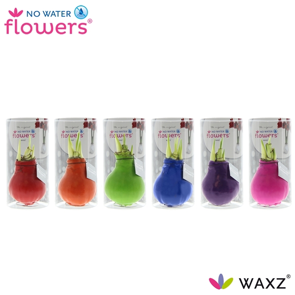 <h4>No Water Flowers Waxz® Happy Mix in koker</h4>