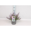 vaste planten 19 cm  Nepeta Purssian Blue