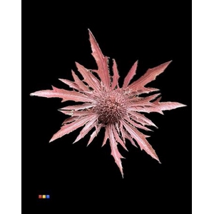 Eryngium Metallic Pink