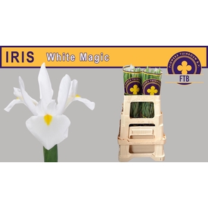 IRIS WHITE MAGIC