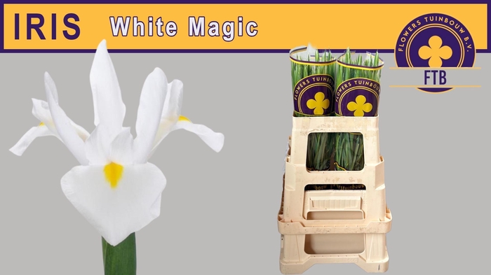<h4>IRIS WHITE MAGIC</h4>