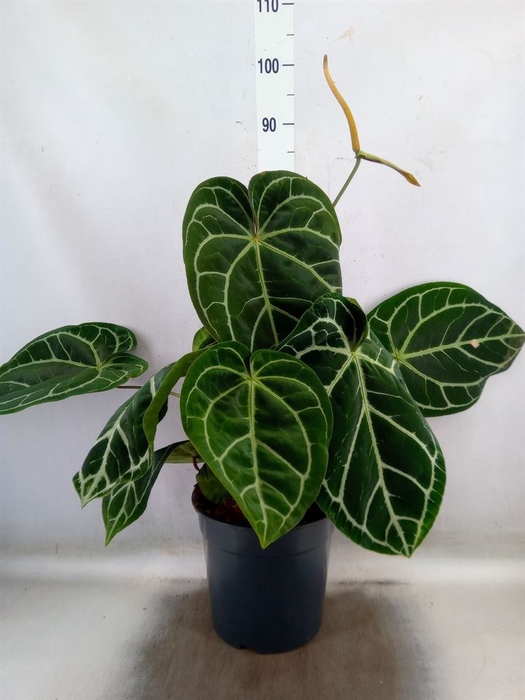 <h4>Anthurium crys. 'Karma Crystal Hyb'</h4>
