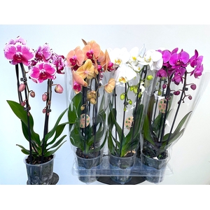 PHAL EL CASCADE