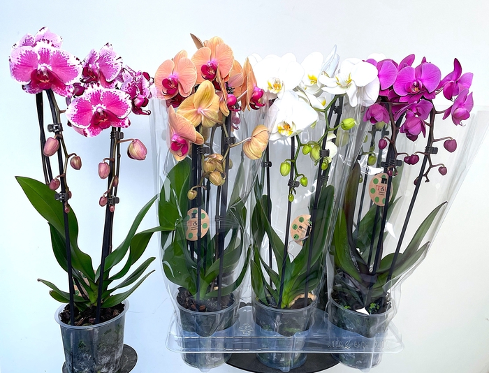<h4>PHAL EL CASCADE</h4>