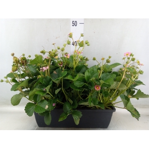 Fragaria ananassa 'Beltran'