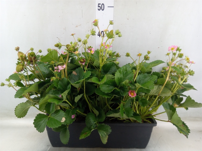 <h4>Fragaria ananassa 'Beltran'</h4>