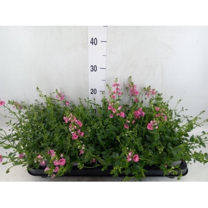 Diascia  'My Darling Berry'