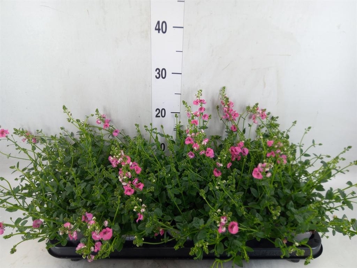 <h4>Diascia  'My Darling Berry'</h4>