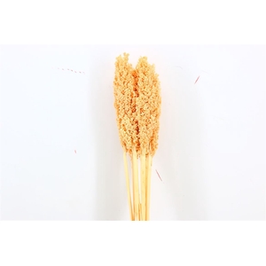 Dried Sorghum 6pc Light Salmon Bunch