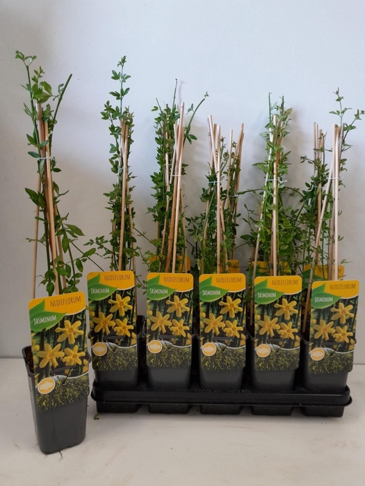 <h4>JASM NUDIFLORUM</h4>