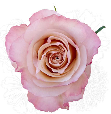 <h4>R Gr Fascination Pink 40cm EC</h4>