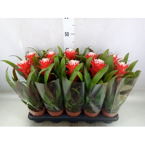 Guzmania  'Hope'