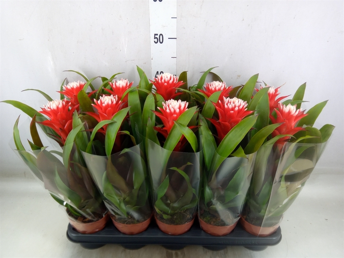 <h4>Guzmania  'Hope'</h4>