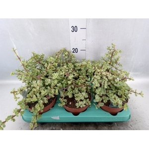 Portulacaria afra 'Variegata'