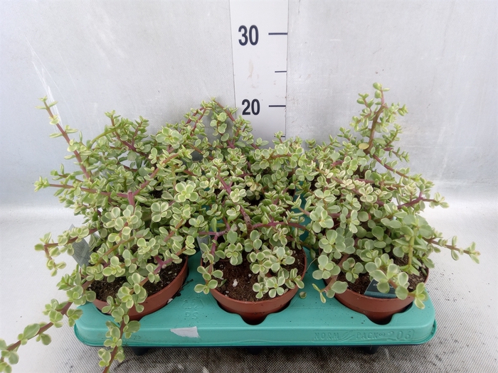 Portulacaria afra 'Variegata'