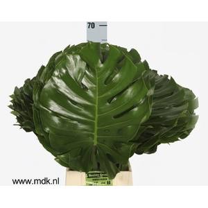 MONSTERA BLAD MONSTERA BLAD