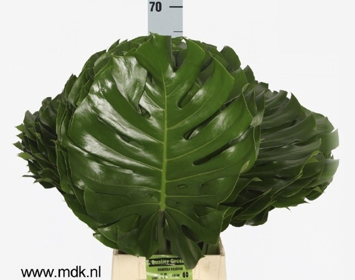 <h4>MONSTERA BLAD MONSTERA BLAD</h4>