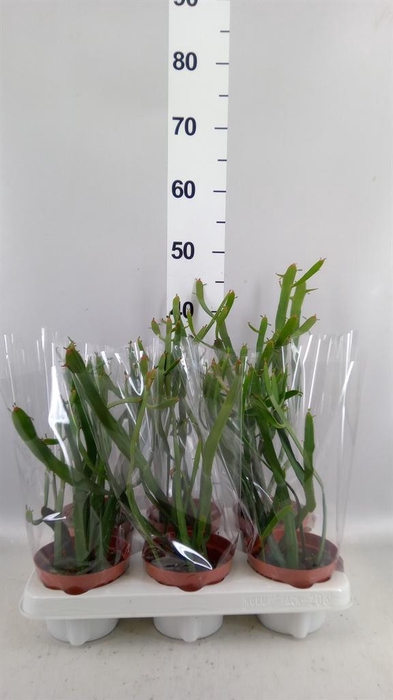 <h4>Euphorbia ...</h4>