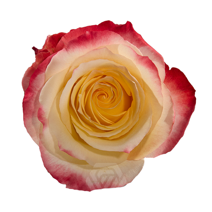<h4>R GR CABARET Tessa</h4>