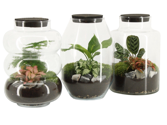 <h4>51817: Terrarium arrangement</h4>