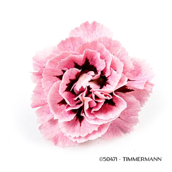 <h4>DIANTHUS CARYOPHYLLUS</h4>