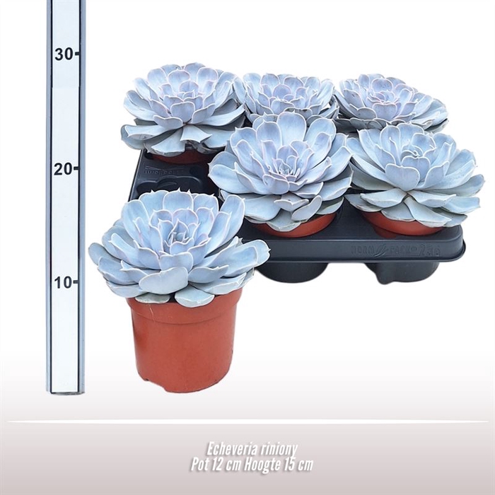 <h4>Echeveria Riniony</h4>