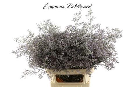 <h4>Lim Beltlaard</h4>