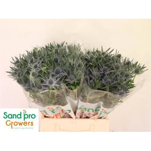 ERYN MAG BLUE LAGOON