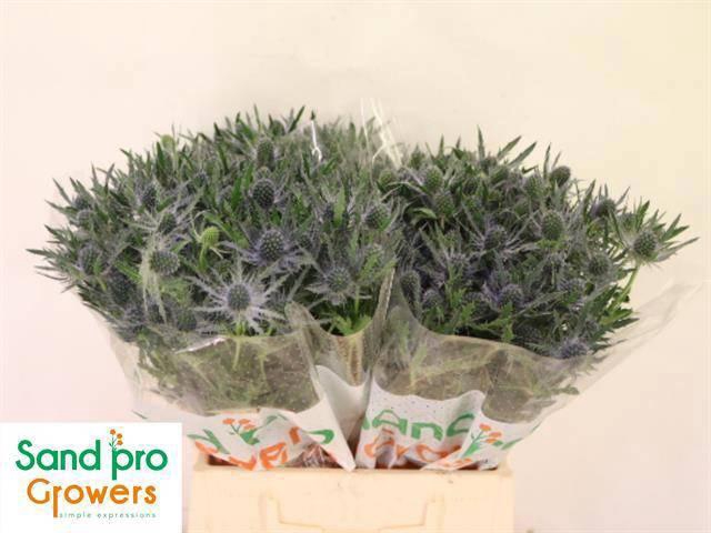 <h4>ERYN MAG BLUE LAGOON</h4>