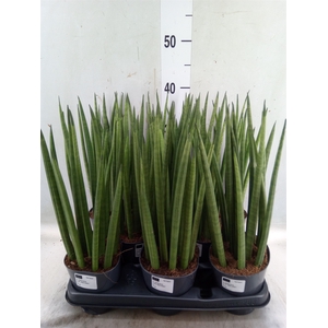 Sansevieria cyl.  ...