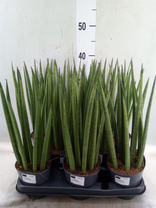 <h4>Sansevieria cyl.  ...</h4>