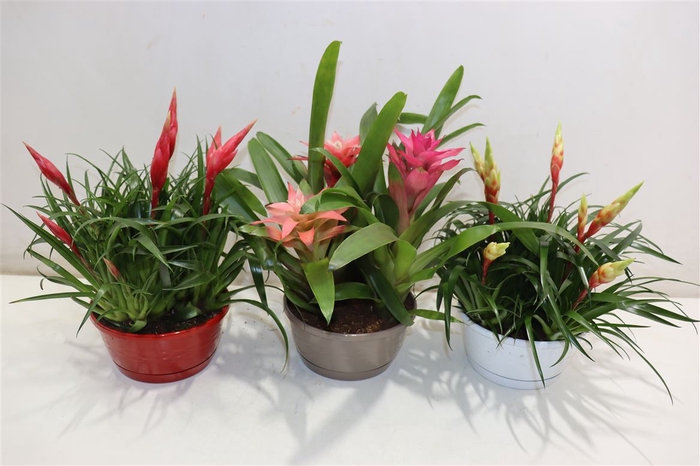 Arr Bromelia