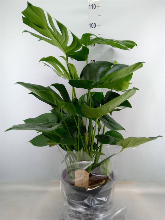 <h4>Monstera delic.</h4>