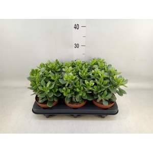 Crassula  'Minova Magic'