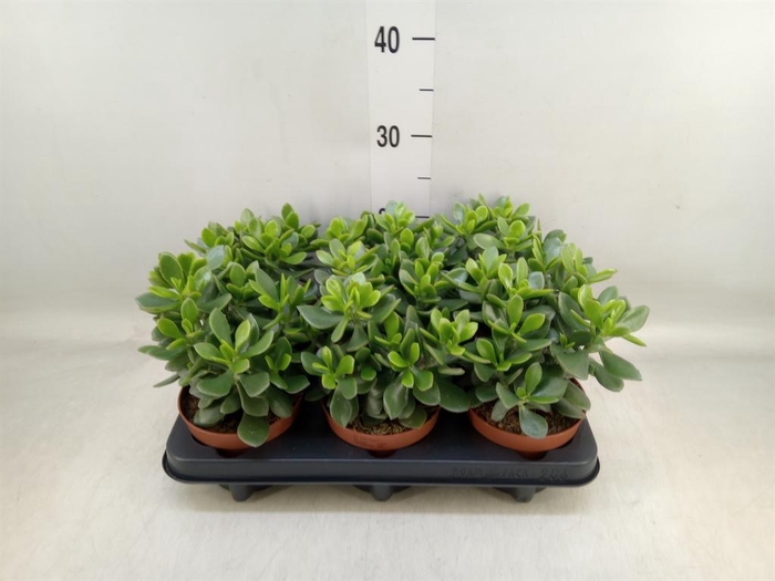 <h4>Crassula  'Minova Magic'</h4>