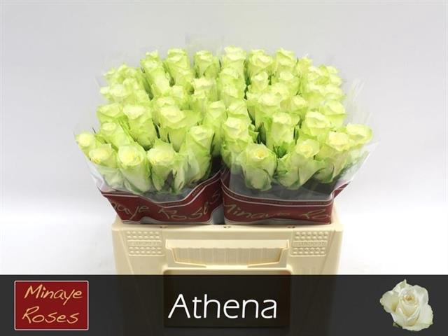 R GR ATHENA