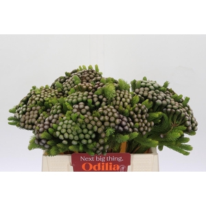 Cape Green Albiflora