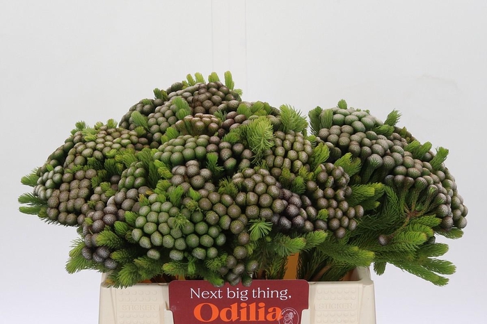 <h4>Cape Green Albiflora</h4>