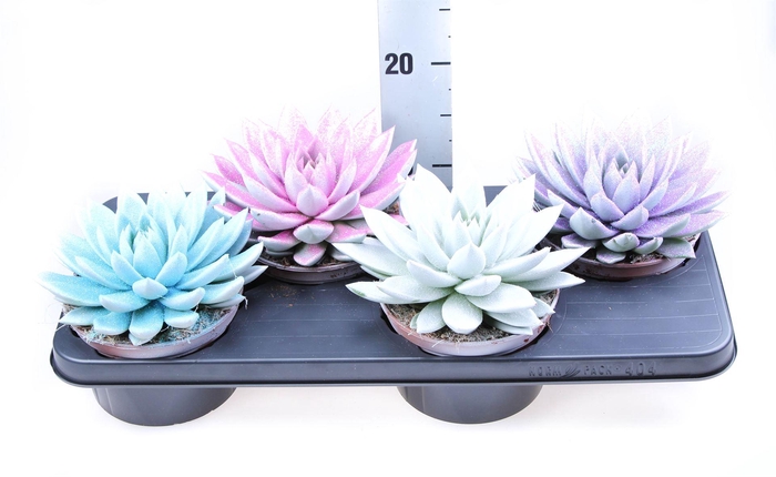 <h4>Echeveria  'Miranda'</h4>