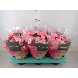 Begonia elat. DU 'Move2Joy Pink'