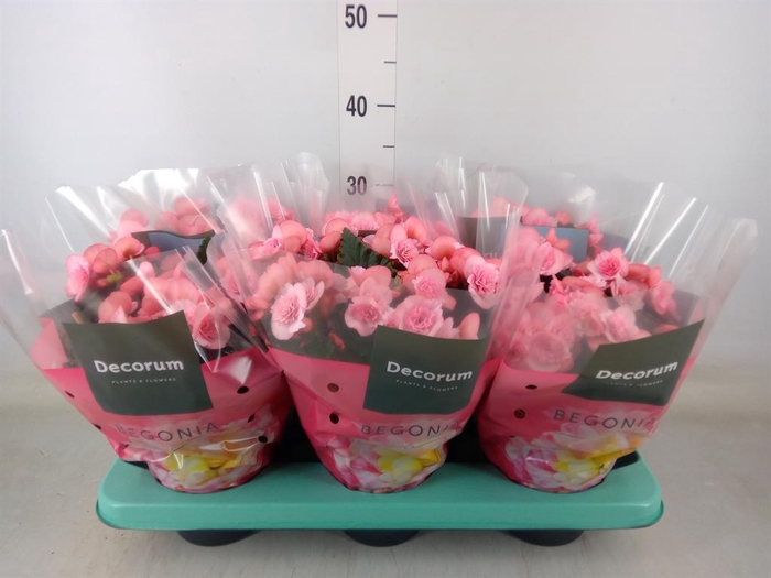 <h4>Begonia elat. DU 'Move2Joy Pink'</h4>