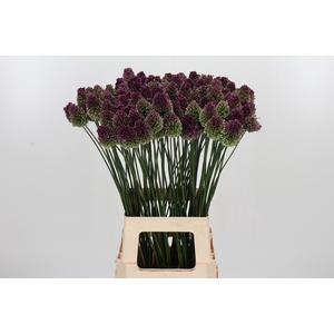 Allium Sphaerocephal (kogel)