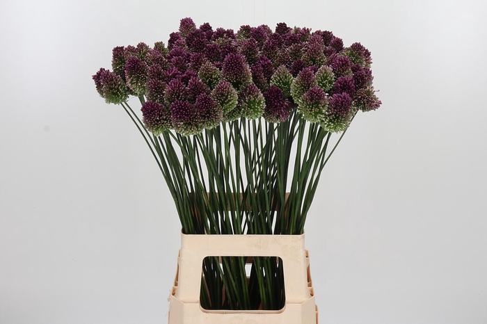 <h4>Allium Sphaerocephal (kogel)</h4>